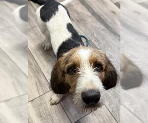 Basset Hound-Unknown Mix Dogs for adoption in Redlands, CA, USA