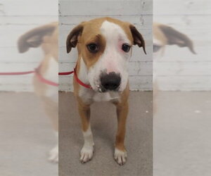 Beagle-Unknown Mix Dogs for adoption in San Bernardino, CA, USA