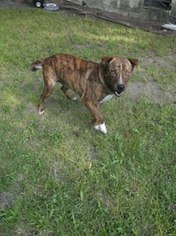 Staffordshire Bull Terrier Dogs for adoption in Lone Oak, TX, USA