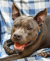 American Pit Bull Terrier Dogs for adoption in Madison, IN, USA