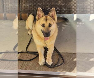 German Shepherd Dog Dogs for adoption in Chandler, AZ, USA