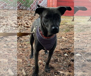 Retriever -Unknown Mix Dogs for adoption in Morganville, NJ, USA
