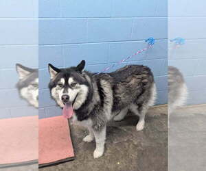 - Mix Dogs for adoption in Evansville, IN, USA