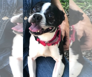 Boston Terrier Dogs for adoption in Smithfield, PA, USA