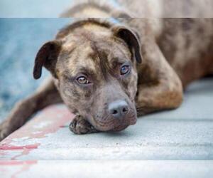 Mastiff-Retriever  Mix Dogs for adoption in Carlsbad, CA, USA