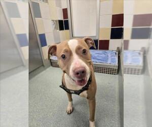 American Pit Bull Terrier-Unknown Mix Dogs for adoption in Plano, TX, USA
