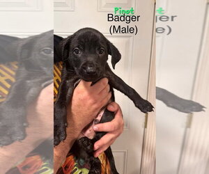Mutt Dogs for adoption in Evansville, IN, USA