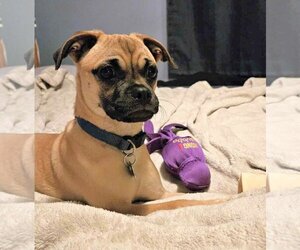 Puggle Dogs for adoption in Maple Grove, MN, USA