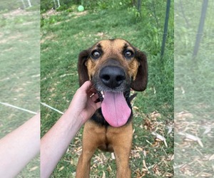Mutt Dogs for adoption in Rustburg, VA, USA
