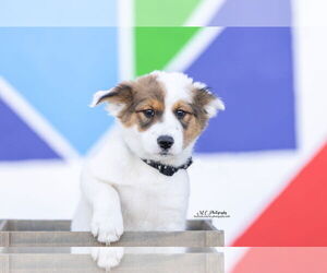 Australian Shepherd-Unknown Mix Dogs for adoption in Sandy, UT, USA