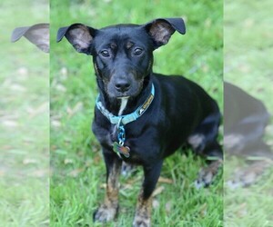 Dachshund-Unknown Mix Dogs for adoption in Brooklyn Center, MN, USA