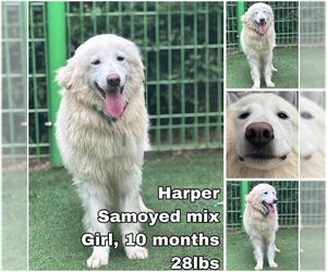 Samoyed-Unknown Mix Dogs for adoption in Seattle, WA, USA