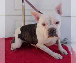 Faux Frenchbo Bulldog Dogs for adoption in Birch Tree, MO, USA
