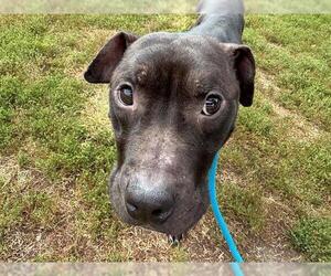 American Pit Bull Terrier Dogs for adoption in Peoria, IL, USA