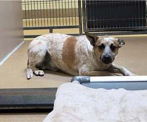 Mutt Dogs for adoption in Martinez, CA, USA