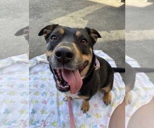 German Shepherd Dog-Unknown Mix Dogs for adoption in Davis, CA, USA