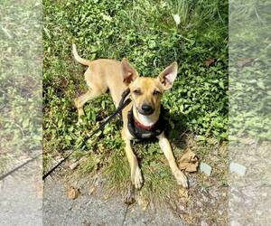 Chihuahua-Unknown Mix Dogs for adoption in Spring Lake, NC, USA
