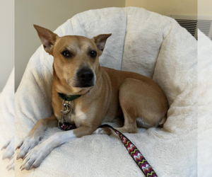 Mutt Dogs for adoption in Boston, MA, USA