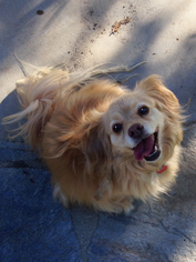 Medium Photo #1 Brittany-Pomeranian Mix Puppy For Sale in Santa Clarita, CA, USA