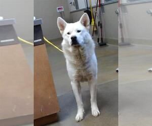 Akita-Siberian Husky Mix Dogs for adoption in Sacramento, CA, USA