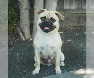 Frenchie Pug Dogs for adoption in Palo Alto, CA, USA