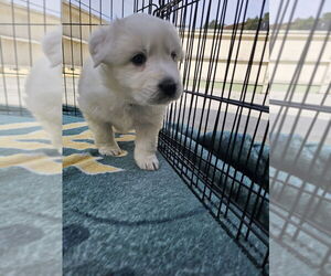 Great Pyrenees-Unknown Mix Dogs for adoption in Pacifica, CA, USA