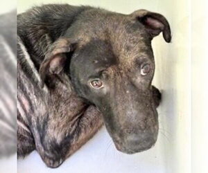 Labrador Retriever Dogs for adoption in Houston, TX, USA