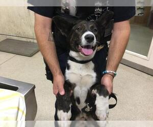 Collie Dogs for adoption in Riverside, CA, USA