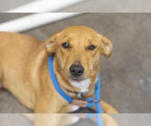 Mountain Cur-Unknown Mix Dogs for adoption in Mountain Home, AR, USA