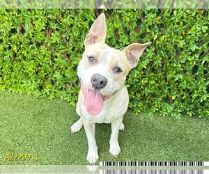 American Pit Bull Terrier Dogs for adoption in West Palm Beach, FL, USA