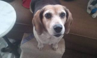 Beagle Dogs for adoption in Decatur, AL, USA
