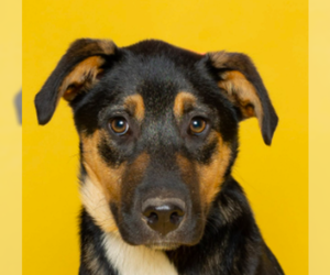 Border-Aussie Dogs for adoption in Tuscaloosa, AL, USA