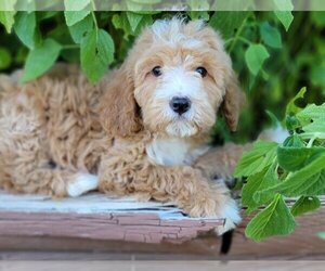 Cavachon Dogs for adoption in Lakewood, CO, USA