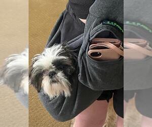 Shih Tzu Dogs for adoption in danville, CA, USA