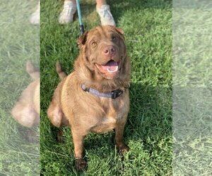 Australian Shepherd-Chinese Shar-Pei Mix Dogs for adoption in Cary, NC, USA