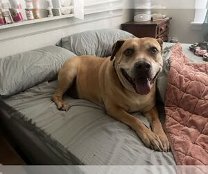 American Bulldog-Unknown Mix Dogs for adoption in St. Augustine, FL, USA