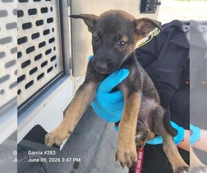 German Shepherd Dog-Unknown Mix Dogs for adoption in San Antonio, TX, USA