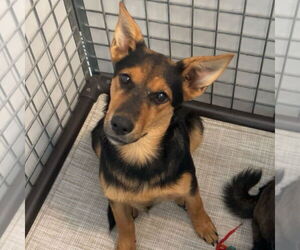 Mutt Dogs for adoption in Chico, CA, USA