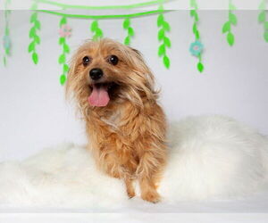 Chihuahua-Unknown Mix Dogs for adoption in Salt Lake City, UT, USA