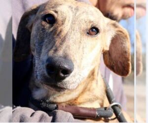 Greyhound Dogs for adoption in Von Ormy, TX, USA