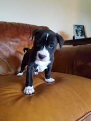 Medium Photo #1 American Pit Bull Terrier Puppy For Sale in Dallas, TX, USA