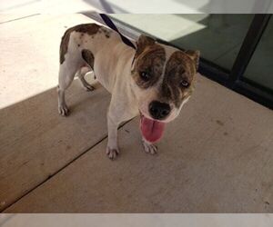 American Staffordshire Terrier Dogs for adoption in Rosenberg, TX, USA