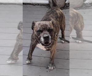 Bull-Boxer Dogs for adoption in Newfoundland, PA, USA