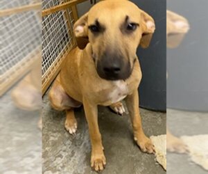 Black Mouth Cur Dogs for adoption in Rosenberg, TX, USA