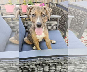 Catahoula Leopard Dog-Unknown Mix Dogs for adoption in St. Louis Park, MN, USA