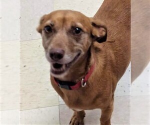Dachshund Dogs for adoption in Rowayton, CT, USA