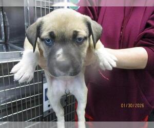 American Pit Bull Terrier-Unknown Mix Dogs for adoption in Oklahoma City, OK, USA