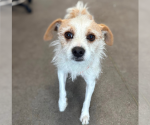 Mutt Dogs for adoption in Vail, AZ, USA