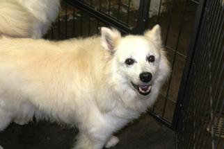 American Eskimo Dog Dogs for adoption in Marble, NC, USA