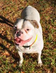Bulldog Dogs for adoption in Fairhope, AL, USA